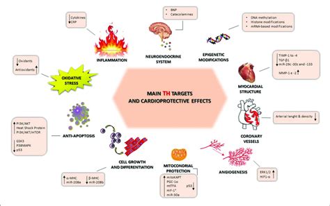 Main Thyroid Hormone Targets And Cardioprotection Mediated Effects