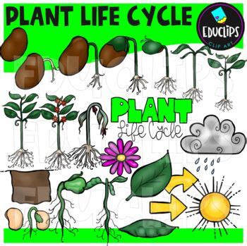 Plant Life Cycle Clip Art Set Educlips Clipart By Educlips TpT