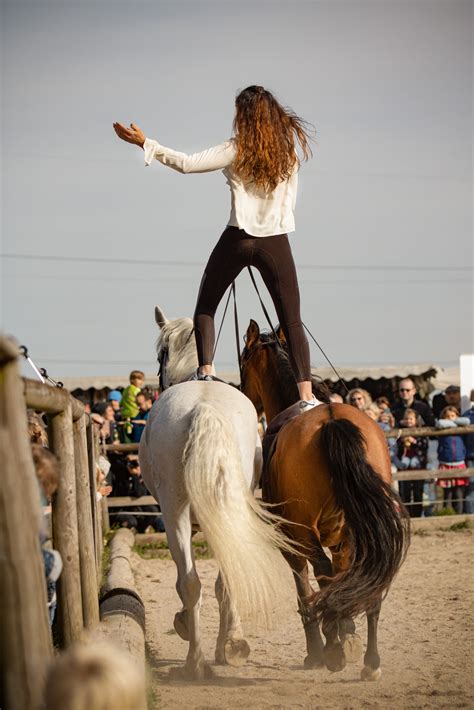 Shows Dancing Horses