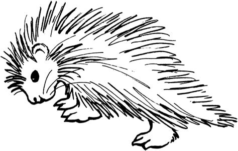 Porcupine Coloring Pages For Kids Coloring Pages