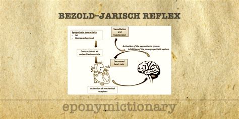 Reflexo De Bezold Jarisch