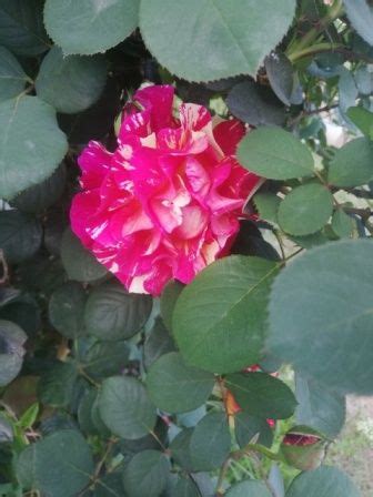 Desktop hd flower wallpaper download free. gulab ka phool pic in 2020 | Rose flower pictures ...