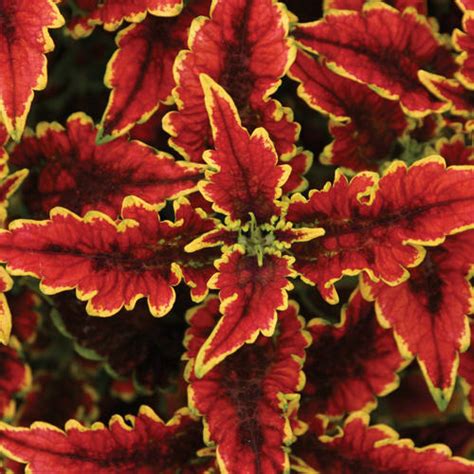 Check spelling or type a new query. Jensen Nursery