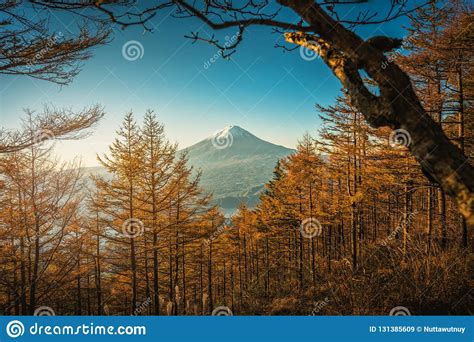 Mt Fuji With Autumn Pine Trees At Sunrise In Fujikawaguchiko J Stock