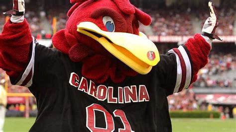 Cocky Ranked In Top 10 For Greatest Mascots In College Football History