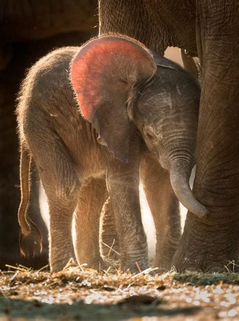 Baby Elephant Hugging Her Mamas Legs Reyebleach