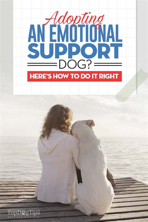 Not Everyone Really Understands What An Emotional Support Dog Is Many