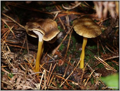 Marks Veg Plot Top 10 Easy To Identify Edible Mushrooms