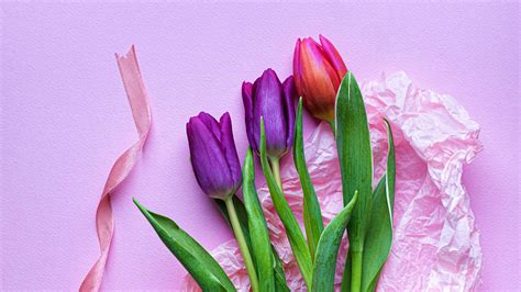 Pink Purple Tulips In Pink Background Hd Flowers Wallpapers Hd