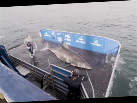 Giant Shark Nicknamed Queen Of The Ocean Tagged By Scientists For