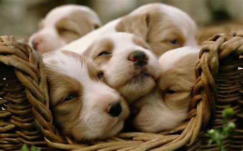 Cute Puppy Wallpapers for Desktop (58+ images)