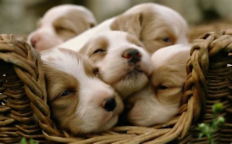 Cute Puppy Wallpapers For Desktop 58 Images