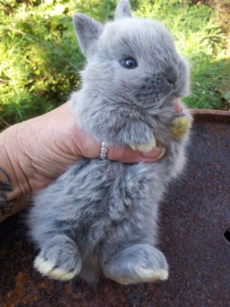 Netherland Dwarf Rabbits Make A Wonderful Pet Cute Baby Bunnies