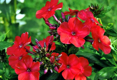Overwatering kills more plants than underwatering, said botanist and landscape architect b.s. Summer flowers | Long blooming Summer flowers | Summer ...