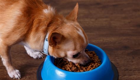 Lean meat is a good option, always in moderate quantities. How to Feed Dogs With Renal Disease and Kidney Problems