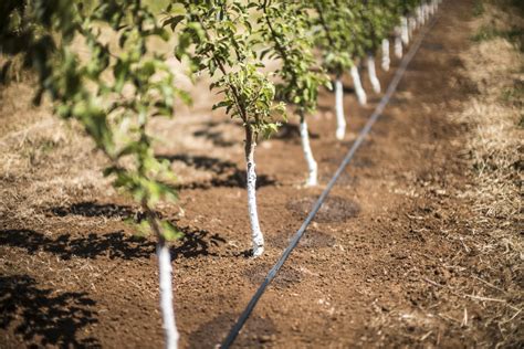 Drip Irrigation In The Orchard Advantages And How To Install