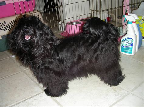 Lyrics to collie herb man by katchafire from the best so far. Havana Silk Dog | Dogs, Chico baby, Havanese