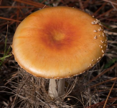 Free Images Nature Grass Ground Toadstool Fungus Fungi Cap Fly