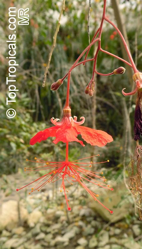 Maybe you would like to learn more about one of these? Hibiscus grandidieri, Red Chinese Lantern - TopTropicals.com