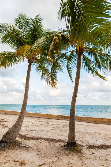 Palm Trees On Beach Shore · Free Stock Photo