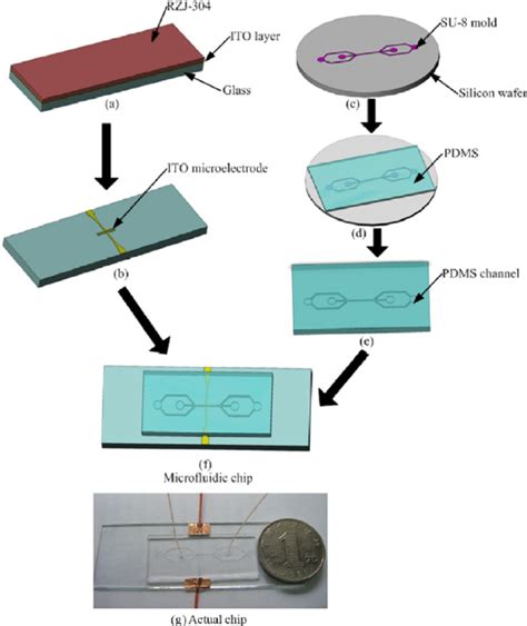 Fabrication Procedure Of ITO Micro Electrode And PDMS Microfluidic Chip Download Scientific