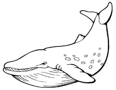 Coloriages Baleine Animaux Dessins à Colorier Coloriages à Imprimer