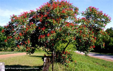 Houston black was designated as texas's state soil in 1902. Texas Native Plants Database