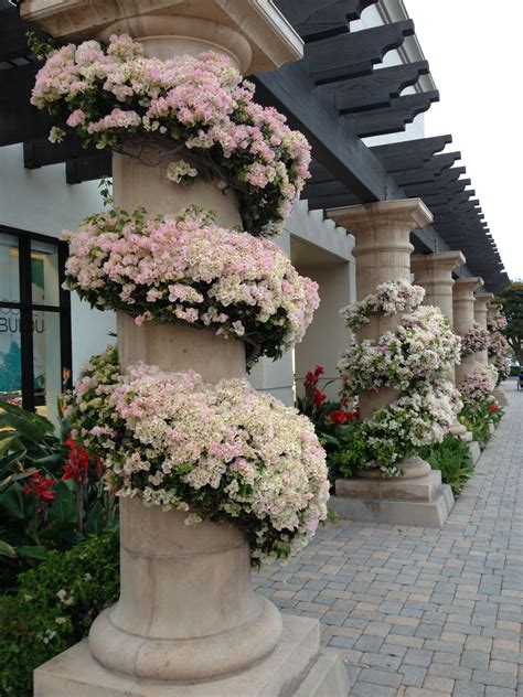 Bougainvilleas Wrapping Around Column Outdoor Plants Outdoor Area