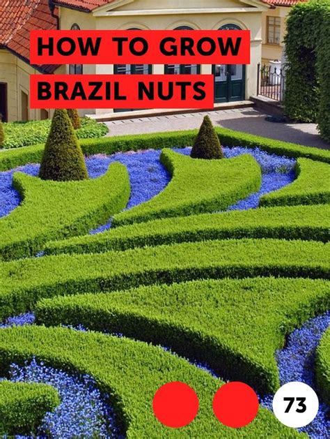 Coming from the brazil nut tree (and native to the amazon rainforest in brazil), the nuts. Learn How to Grow Brazil Nuts | How to guides, tips and ...