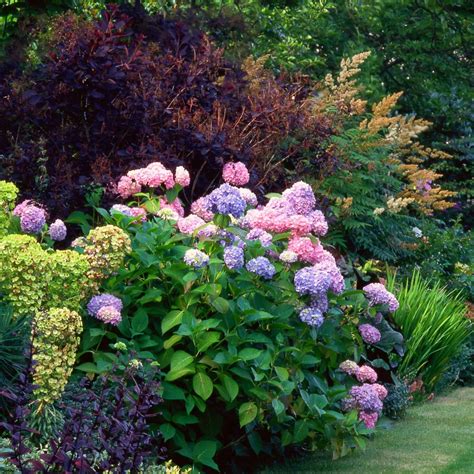 Amazing Hydrangea Companion Plants That Will Make Your Garden Pop