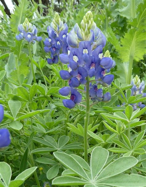 Another one occurred in 2020. Blooming right now: Texas Bluebonnets (lupinus texensis ...