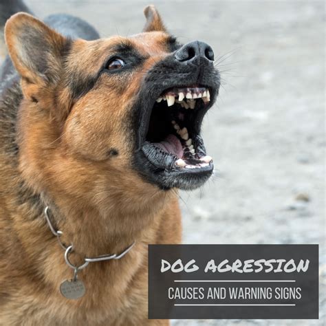Warning Signs And Causes Of Dangerous And Aggressive Dogs Pethelpful