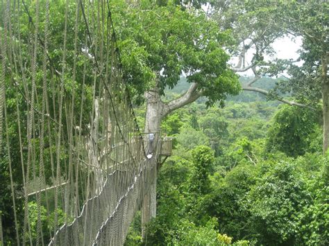 When we visited the kakum national park canopy walk in ghana, it was one of 2 tourist type spots we saw while in ghana. Sri's CSC Assignment in Ghana: Canopy walk in Kakum ...