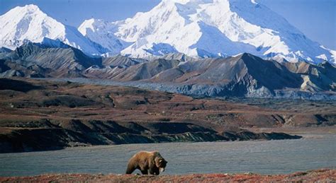 A Brief History Of Denali National Park Alaska Tour Jobs