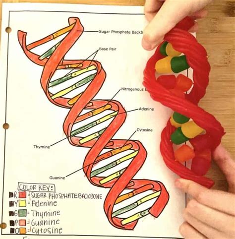 How To Make An Edible Candy Dna Model Project Easy Guide