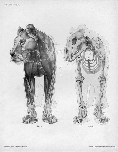 Anatomy lesson (4.54) the body count rises. Character and Creature Design Notes: Proper Use of ...