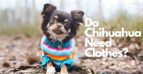 Do Chihuahuas Need Clothes 12 Things You Should Know