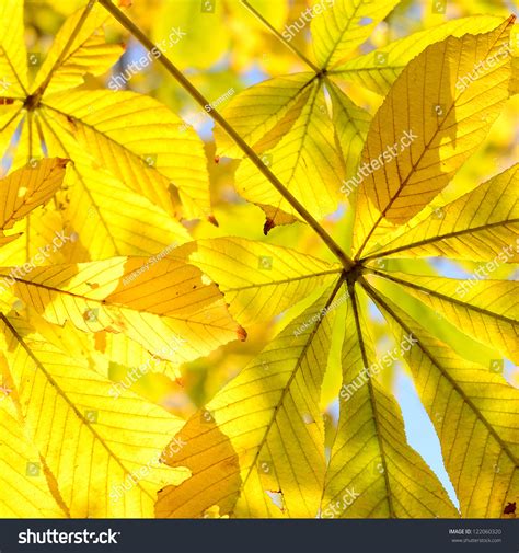 Autumn Leaves Close Up Stock Photo 122060320 Shutterstock