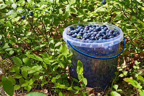 Your Complete Guide To Growing Blueberries Best Pick Reports