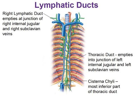 The Lymphatic System Lymph Massage Thoracic Duct Lymphatic