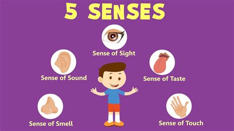 Human Sense Organs Learn About Five Senses Youtube