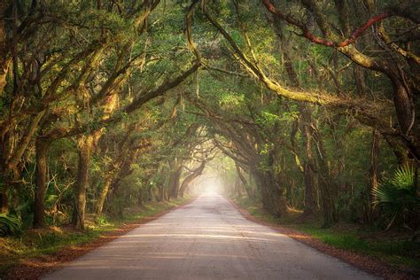 South Carolina Edisto Island Coastal Forest Nature Landscape Charleston