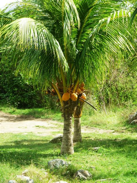 Organic Coconut Tree