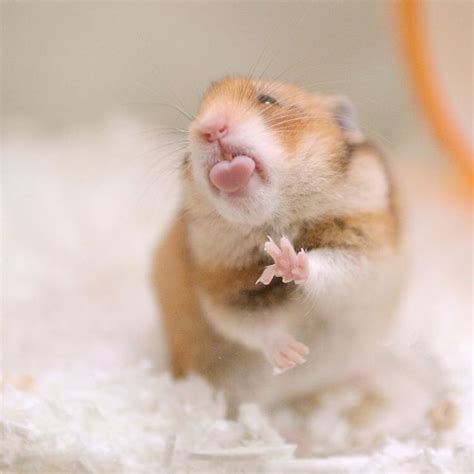 𝔓𝔦𝔫𝔱𝔢𝔯𝔢𝔰𝔱— 𝙿 𝙿 𝚙 𝙵 𝙵 𝚊 Cute Hamsters Funny Hamsters Cute Baby Animals