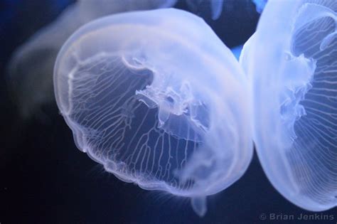 Jellyfish art lets you keep moon jellies as# pets. Moon Jellyfish | Fish pet, Pets, Animals