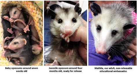 Baby Opossum Age Chart Pictures Faddiy
