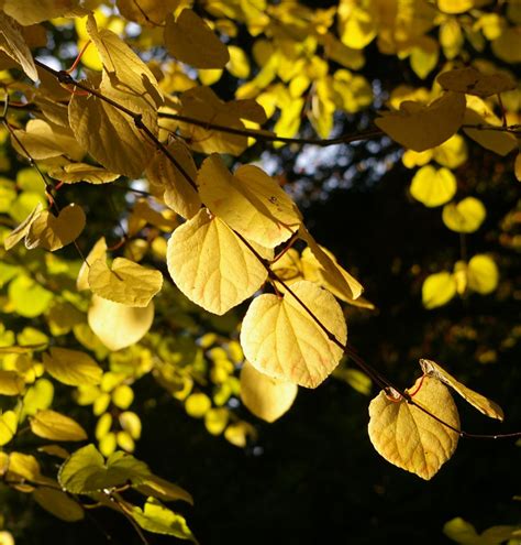 Cercidiphyllum Japonicum Trees And Shrubs Online