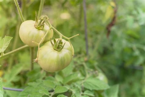 All About The Super Fantastic Tomato Minneopa Orchards