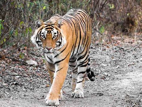 Tigers WildLife Animal Info | All Wildlife Photographs
