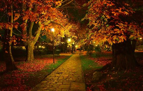 Wallpaper Night Autumn Trees Lights Park Fall Foliage Track